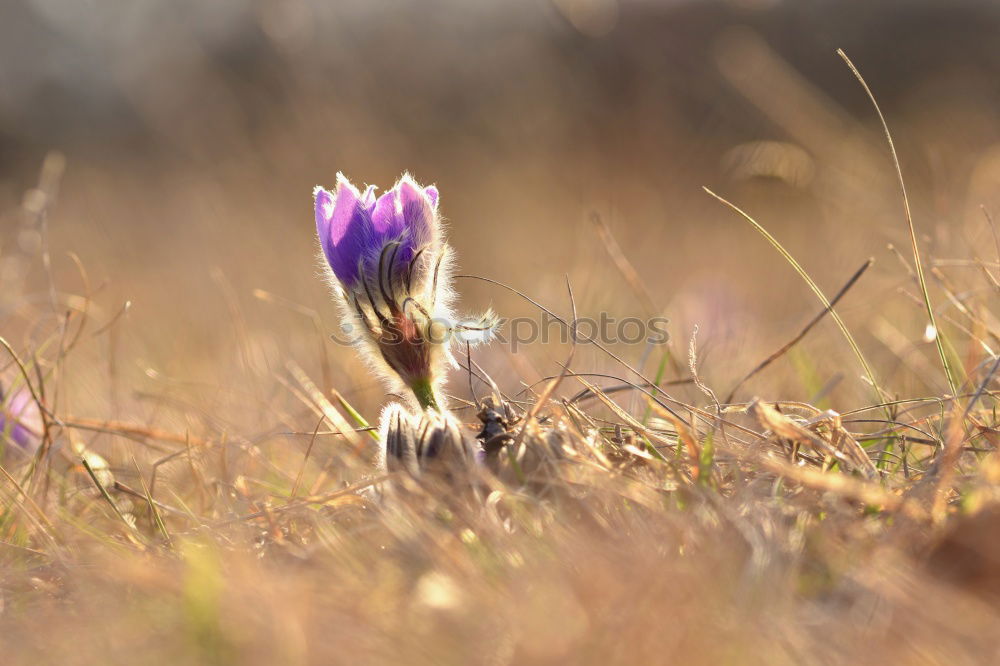 Image, Stock Photo crush crocus Legs
