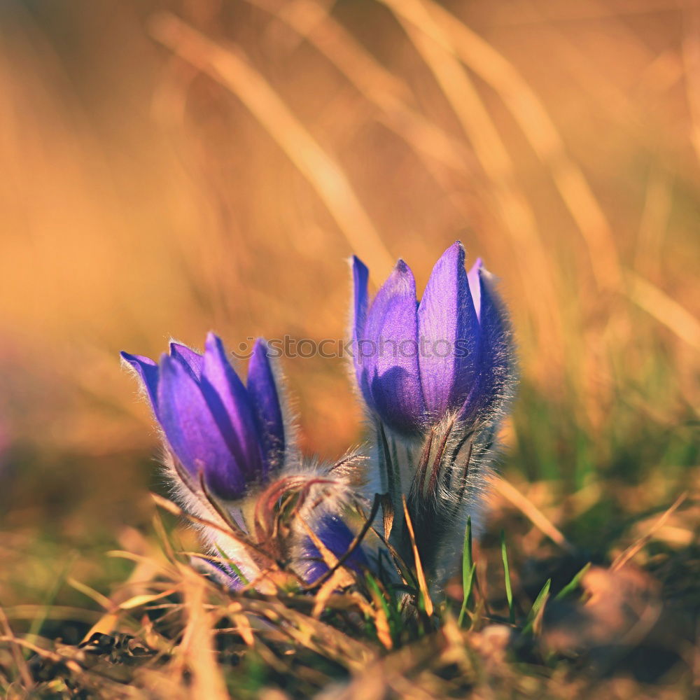 Similar – spring Nature Plant Spring