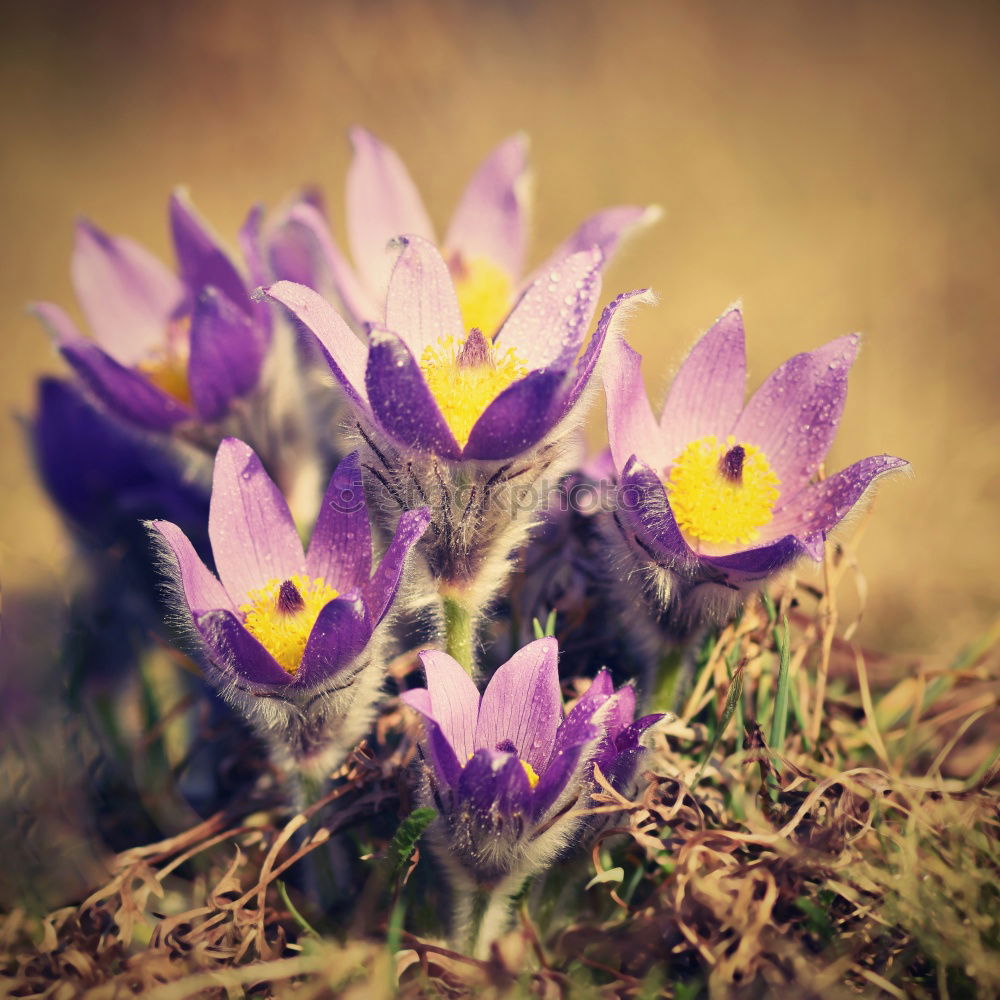 Similar – spring Nature Plant Spring