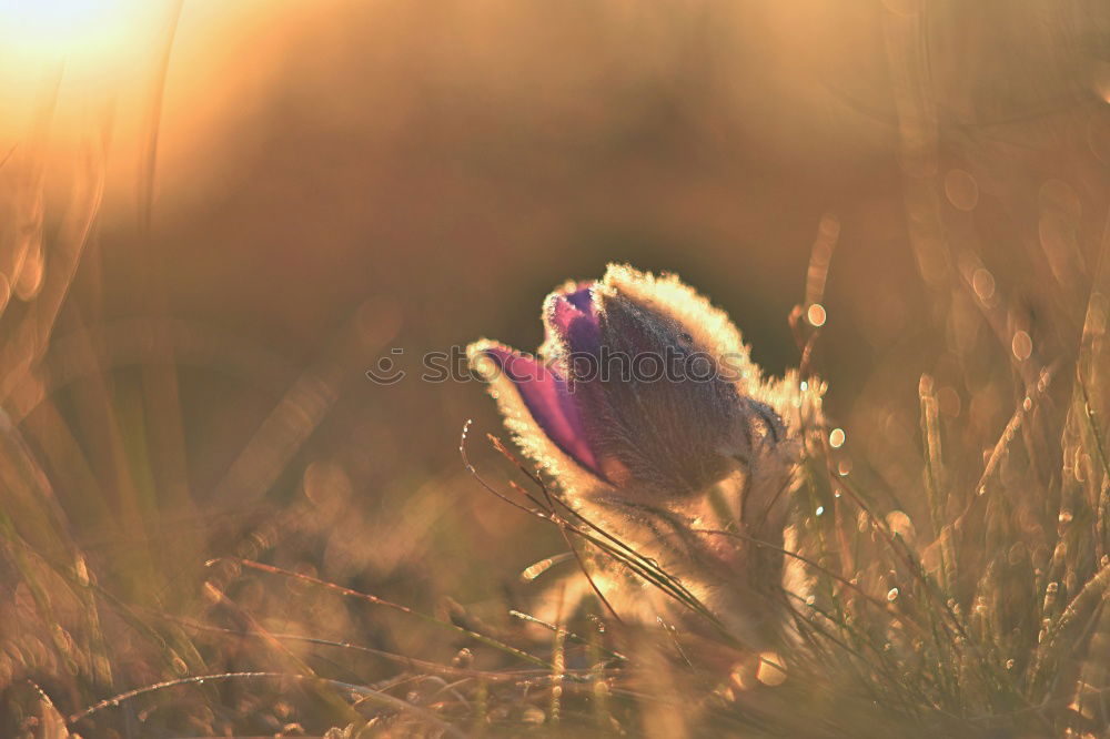 Similar – Lavender blossoms in the light of the setting sun