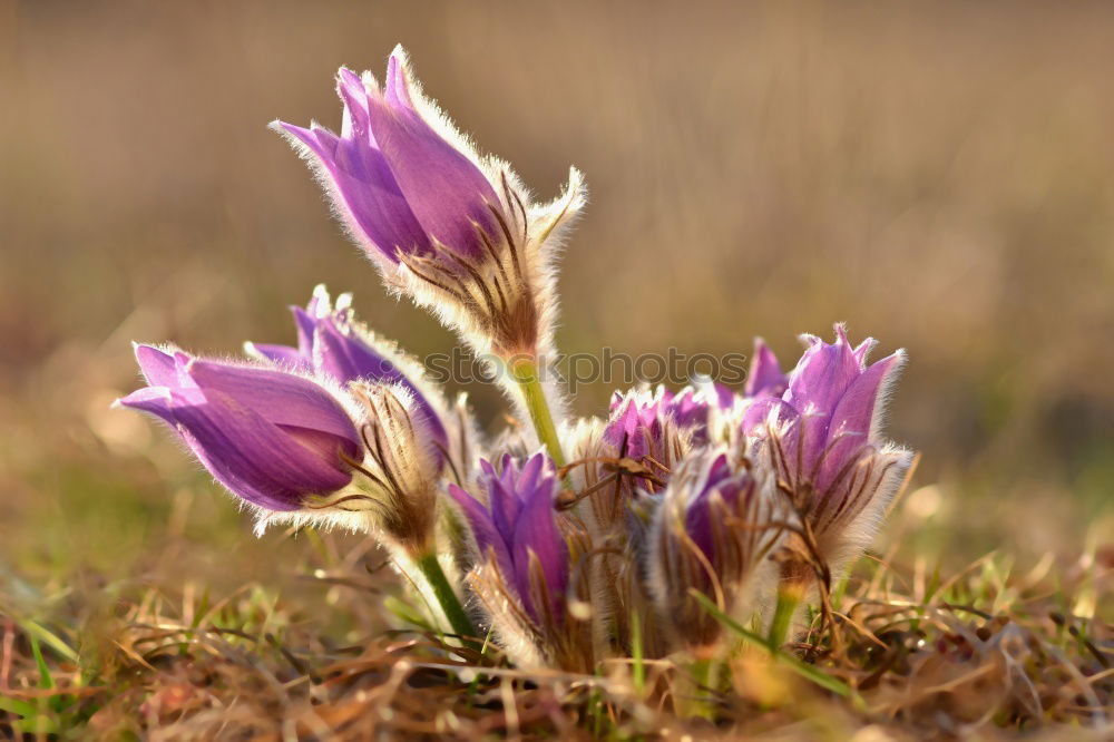 Similar – Image, Stock Photo spring crocuses on mountain meadow