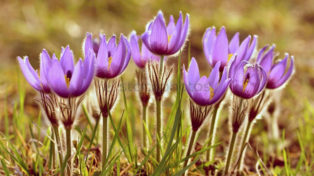 Similar – Image, Stock Photo Crocuses on the spring meadow