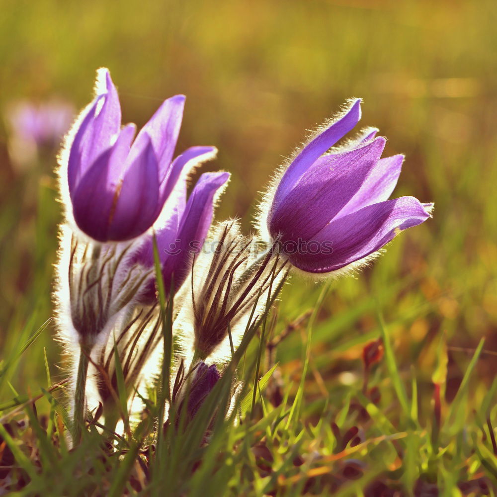 Similar – spring Nature Plant Spring