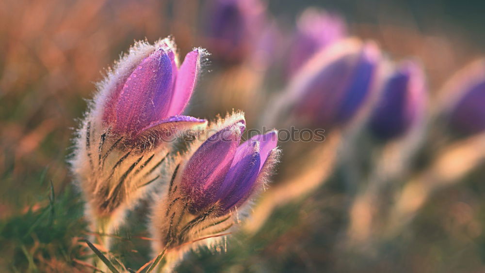 Similar – Image, Stock Photo Lavender scent in the air