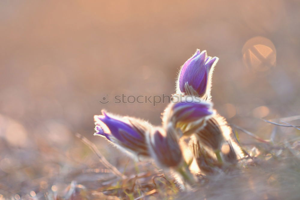 Similar – Image, Stock Photo kitchen clamps Anemone