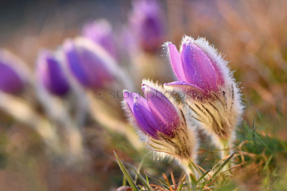 Similar – Image, Stock Photo spring crocuses on mountain meadow