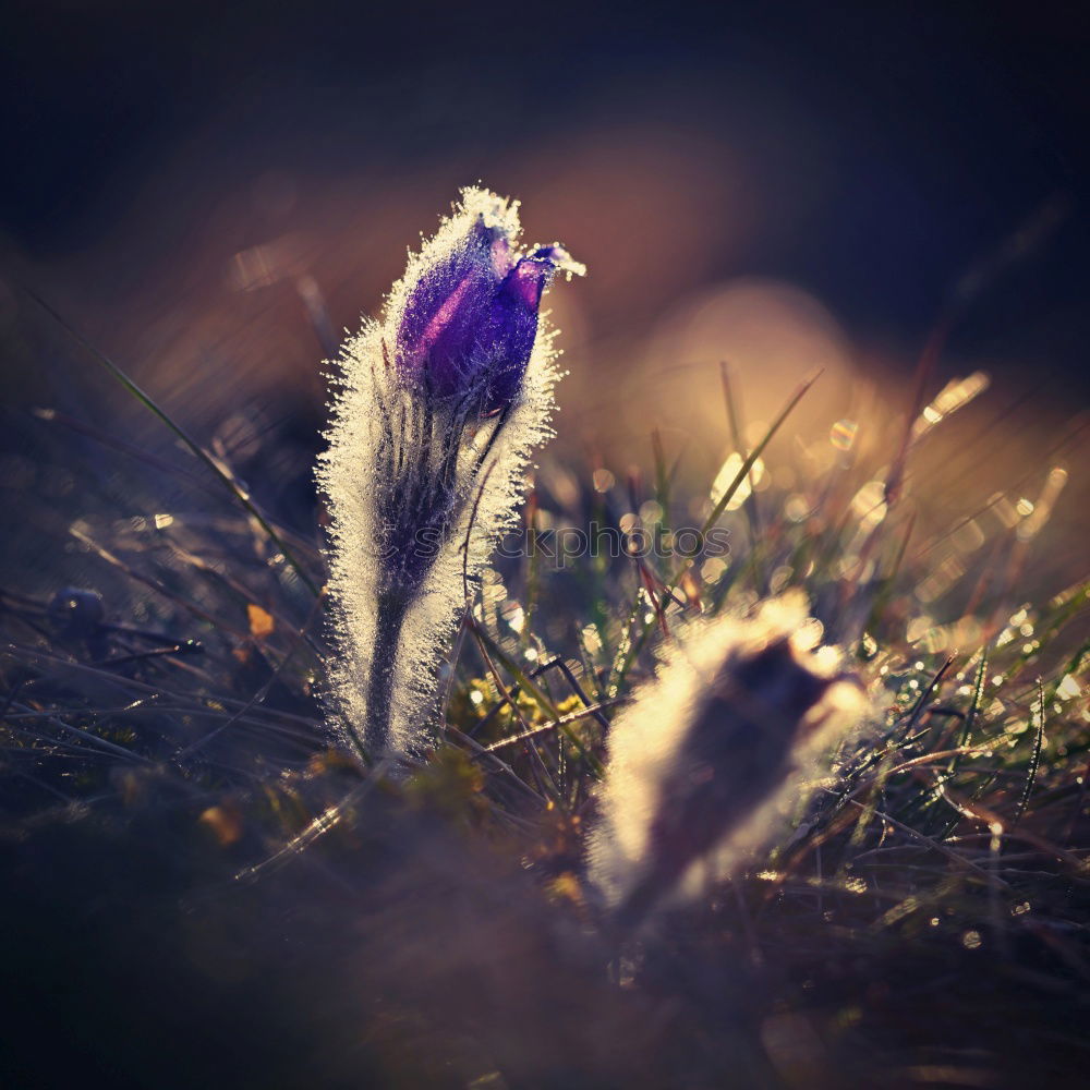 Similar – Image, Stock Photo Herald of Spring crocus