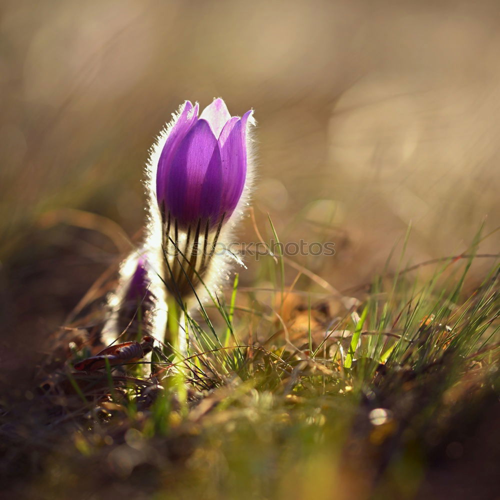 Similar – The crocuses are already radiating