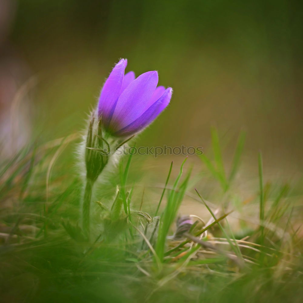 Similar – Image, Stock Photo And it was summer