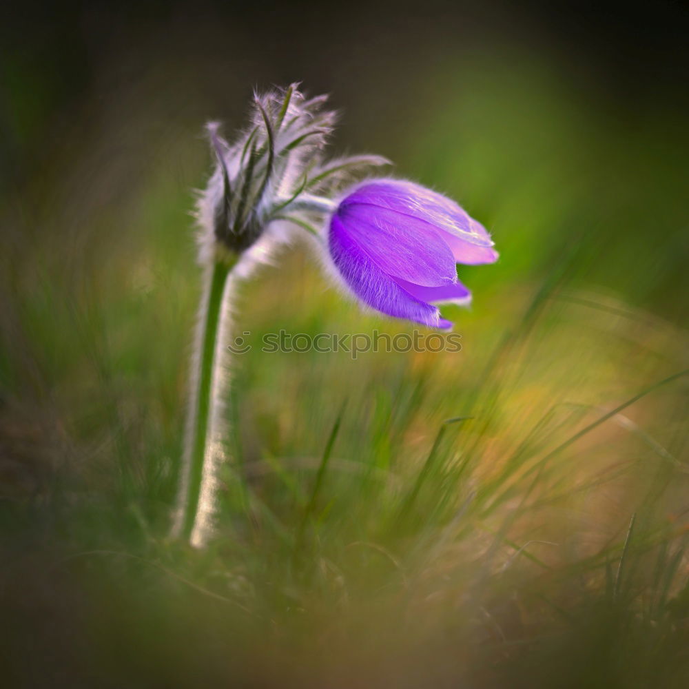 Similar – la plante blanche Flower