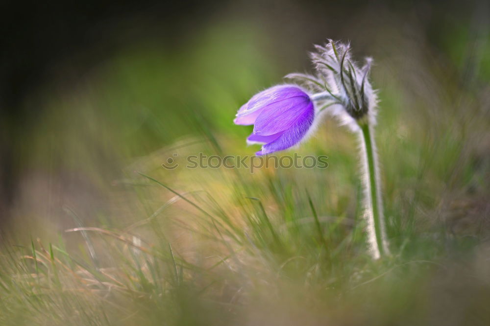 Image, Stock Photo Stork’s Bill (?) Nature