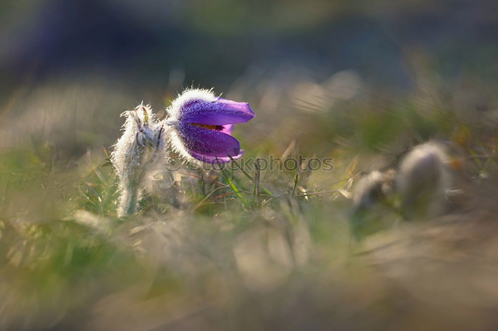 Similar – la plante blanche Flower