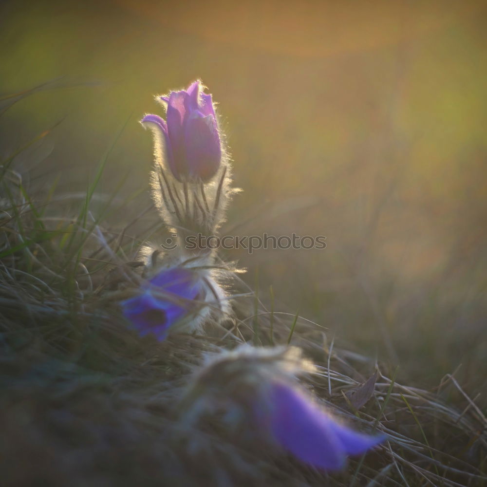 Similar – The crocuses are already radiating