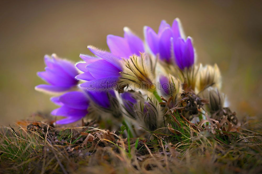 Similar – Image, Stock Photo kitchen clamps Anemone