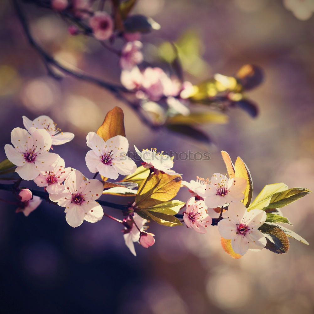 Similar – Image, Stock Photo pink flower plant in springtime