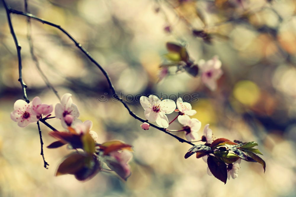 Similar – Foto Bild winterliche beeren Natur