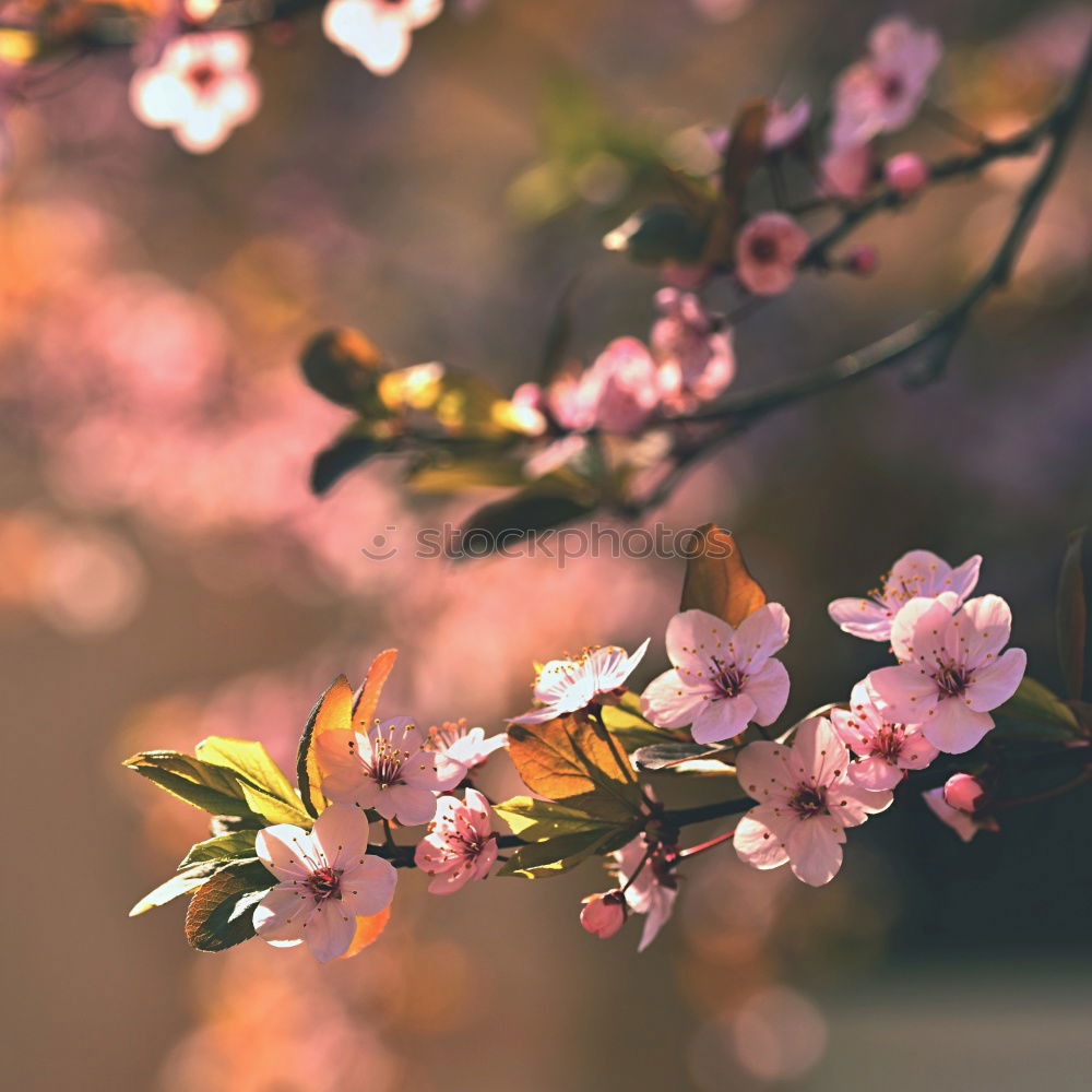 Similar – Image, Stock Photo White origami dove bird hanging on blooming spring plum tree