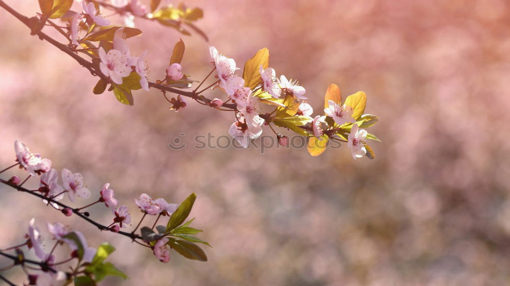 Similar – Image, Stock Photo 6 o’clock in the evening