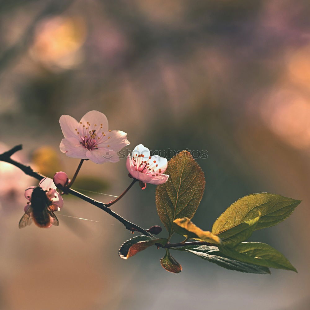 Image, Stock Photo cherry blossom 3 Elegant