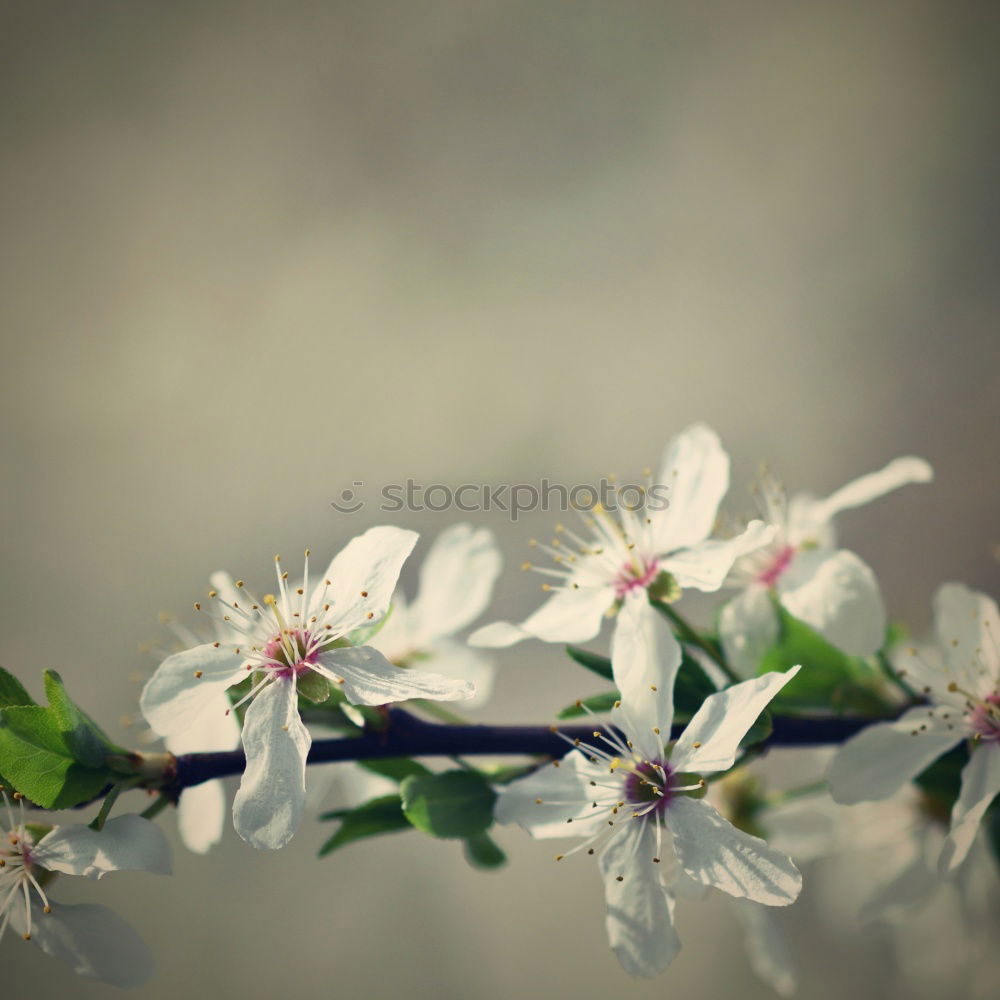 Similar – Image, Stock Photo Apple Tree Flowers