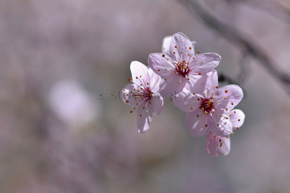 Similar – Image, Stock Photo pollen alarm…