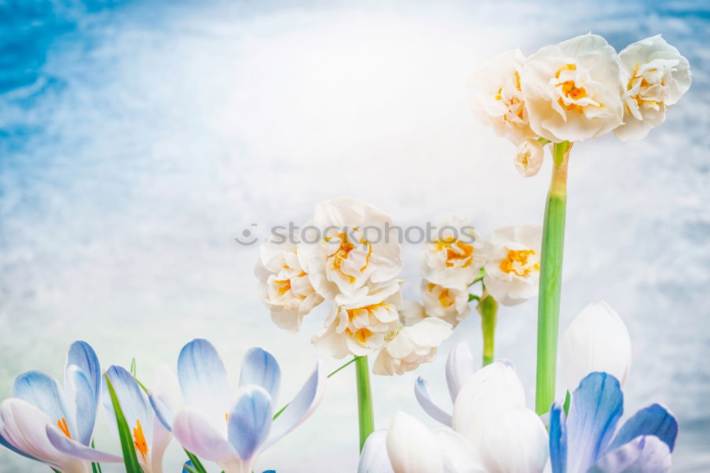 Image, Stock Photo Tulips flowers picturesque