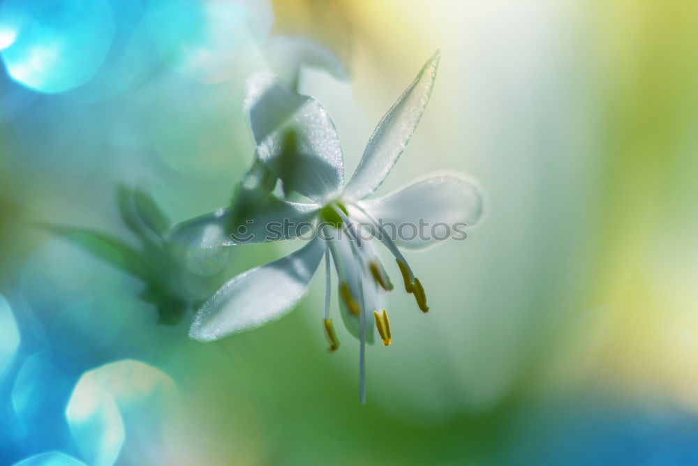 Similar – blue blossoms Nature Plant