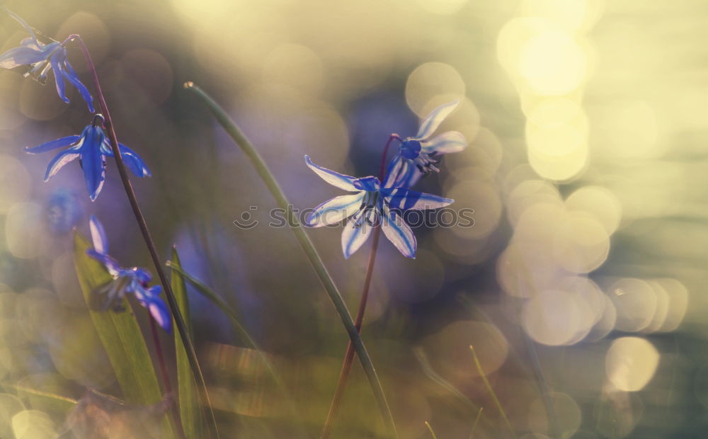 Similar – Image, Stock Photo Roadside. Environment