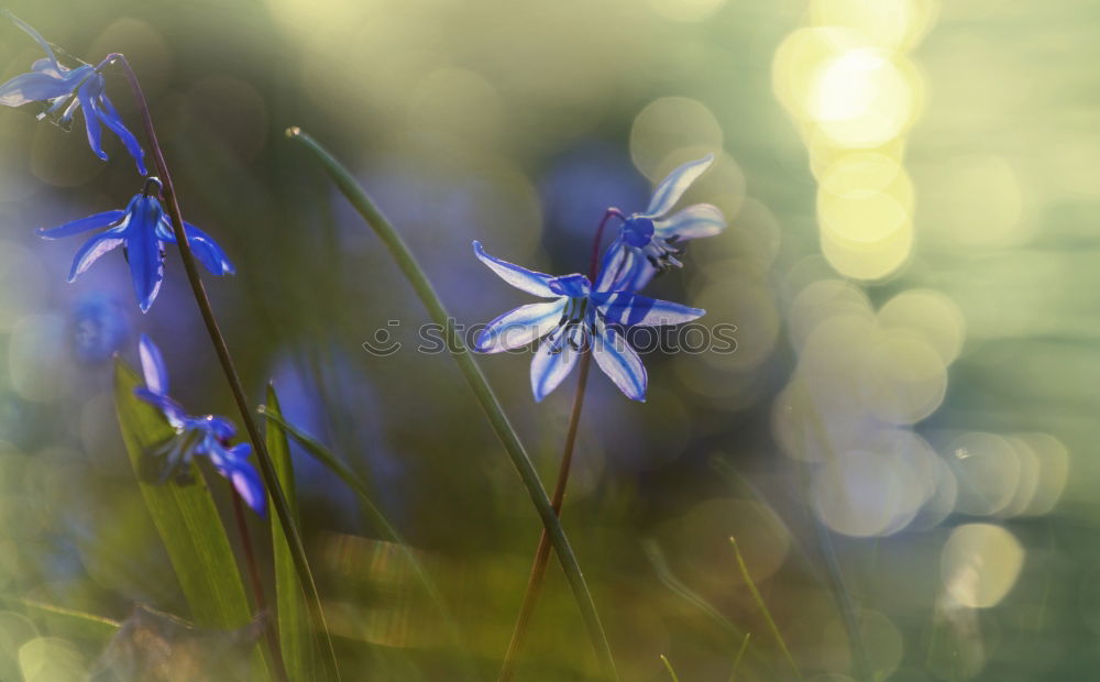 Similar – FORGET-ME-NOT Spring