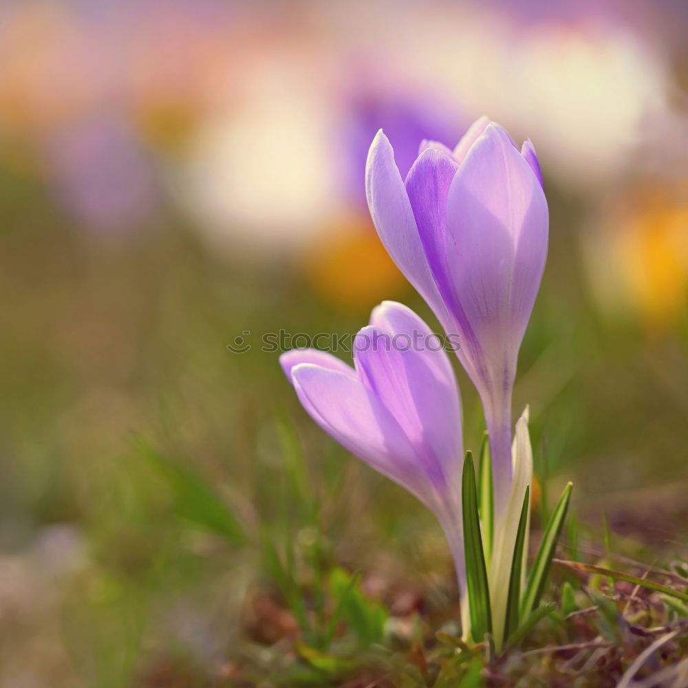 Image, Stock Photo loner Environment Nature