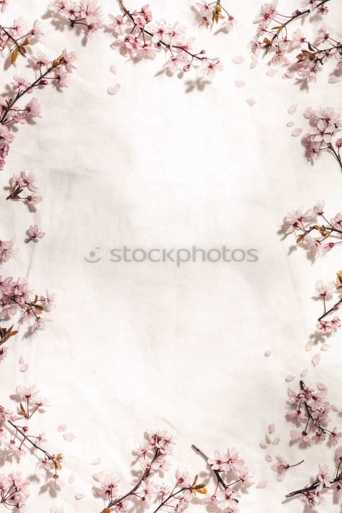Similar – Image, Stock Photo Beautiful flowers on blue Shabby Chic background