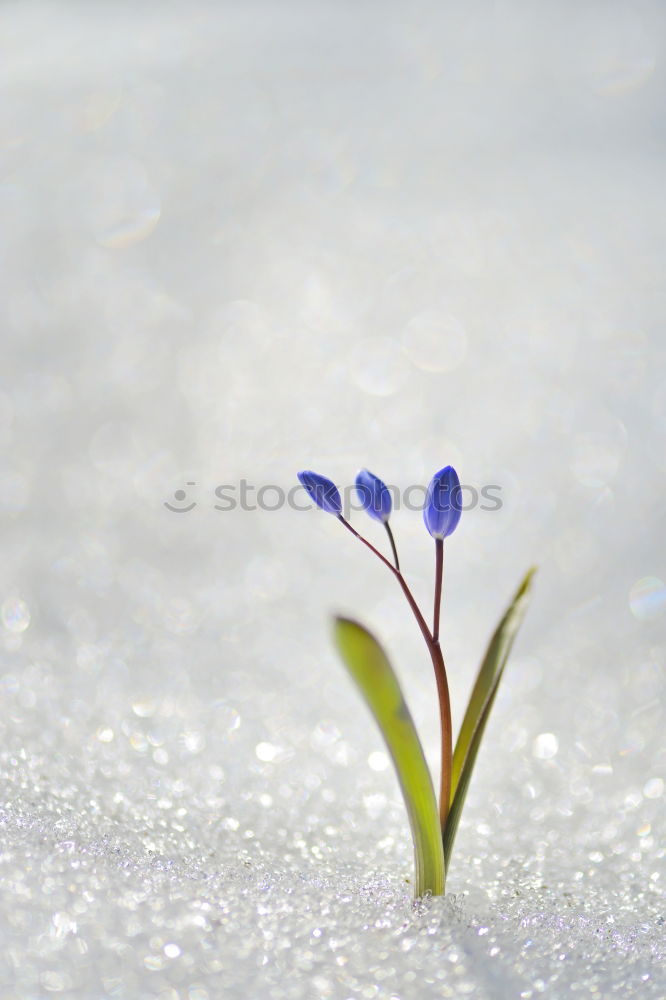 Similar – Image, Stock Photo snowdrops Snowdrop Spring