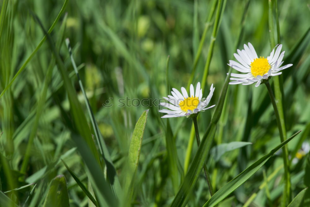 Similar – high up Daisy Flower