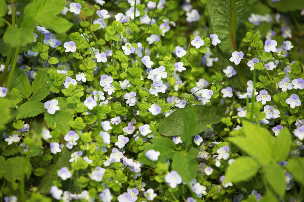 Similar – Foto Bild Frühlingsblüten Blüte