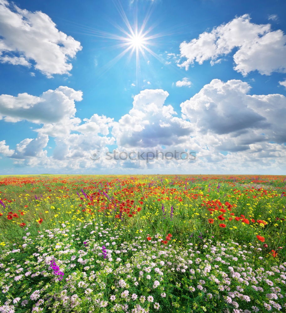 Similar – flower meadow Summer Sun