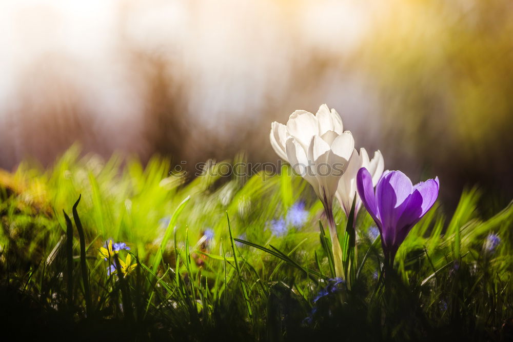 Similar – Image, Stock Photo Spring meadow VI