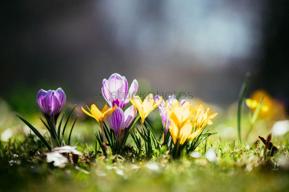 Similar – Image, Stock Photo Spring meadow II