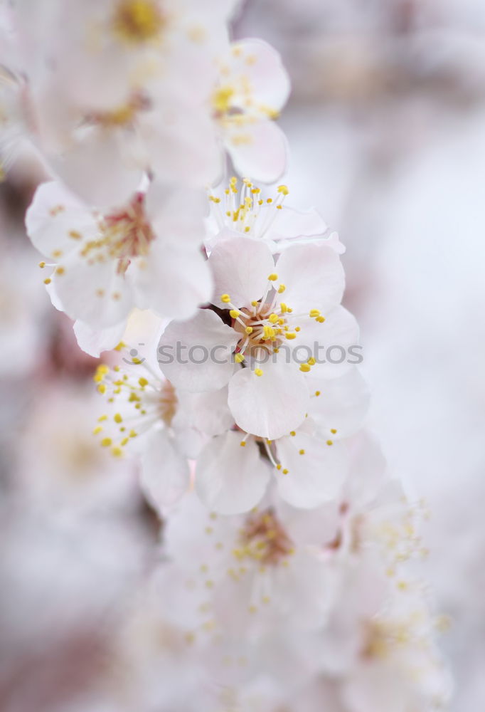 Similar – Image, Stock Photo …spring will come Spring