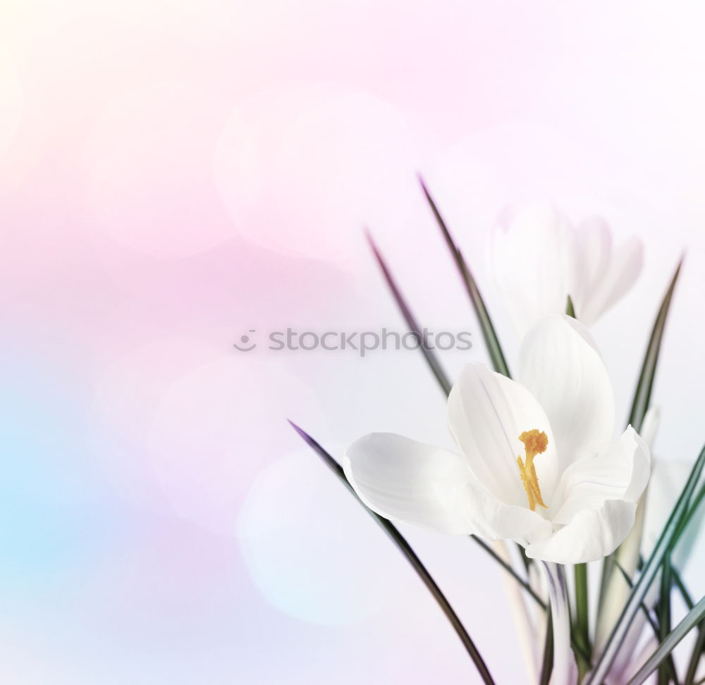 Similar – Image, Stock Photo a little flower for you