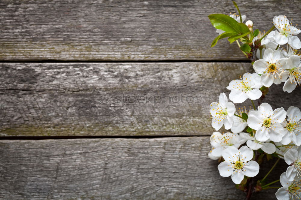 Similar – bouquet of white lilies of the valley