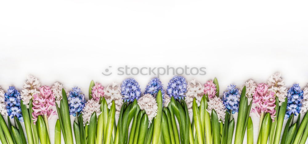 Similar – flowering photography