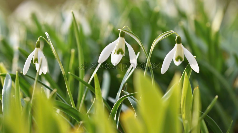 Similar – Kroküsse Krokusse Wiese