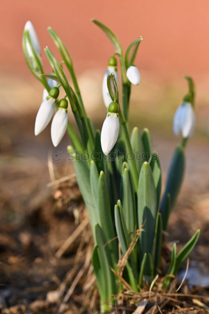 Similar – Image, Stock Photo Spring is coming! Wellness