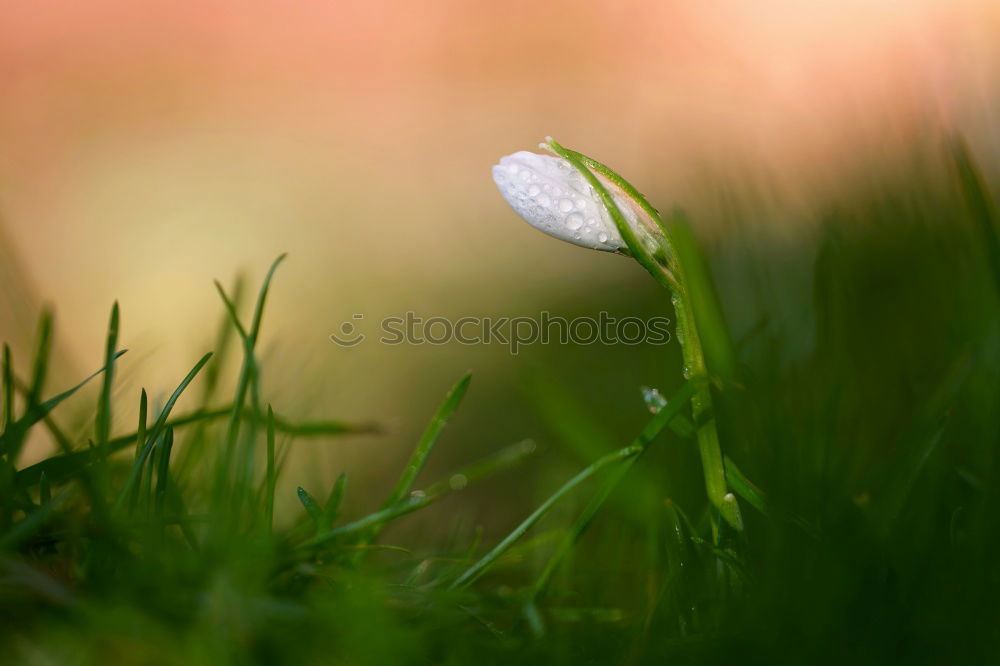 Similar – Image, Stock Photo spring in park VII Plant