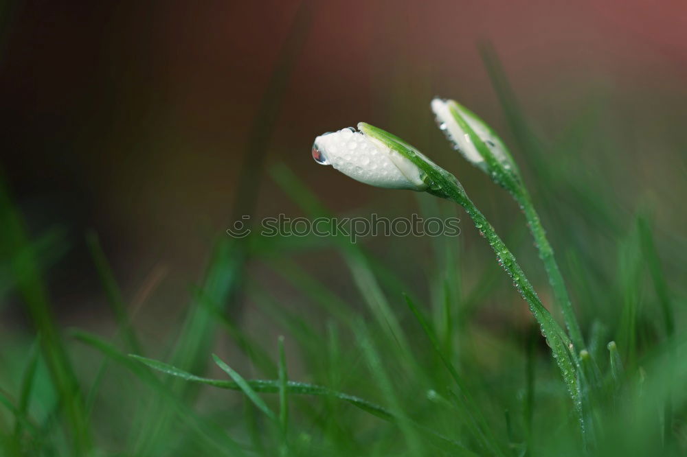 Similar – Image, Stock Photo spring in park VII Plant