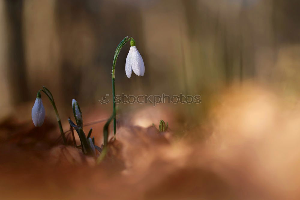 Similar – Wet crocuses II Nature