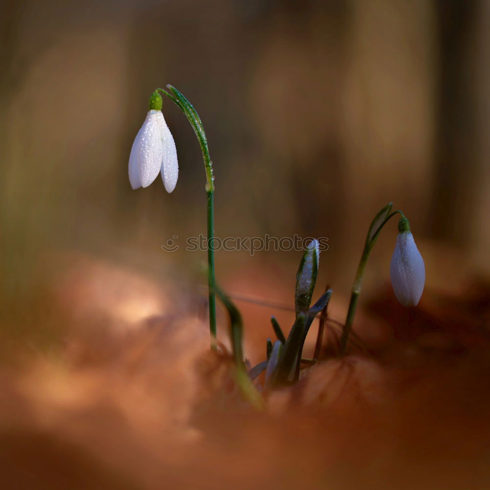 Similar – flowering snowdrops