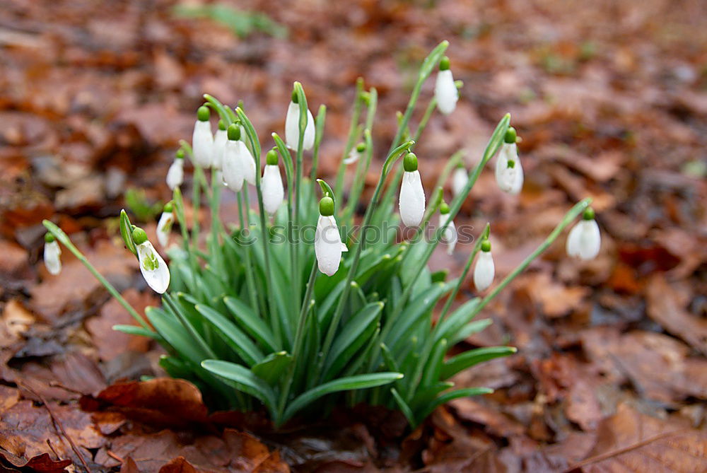 Frühlingsblumen