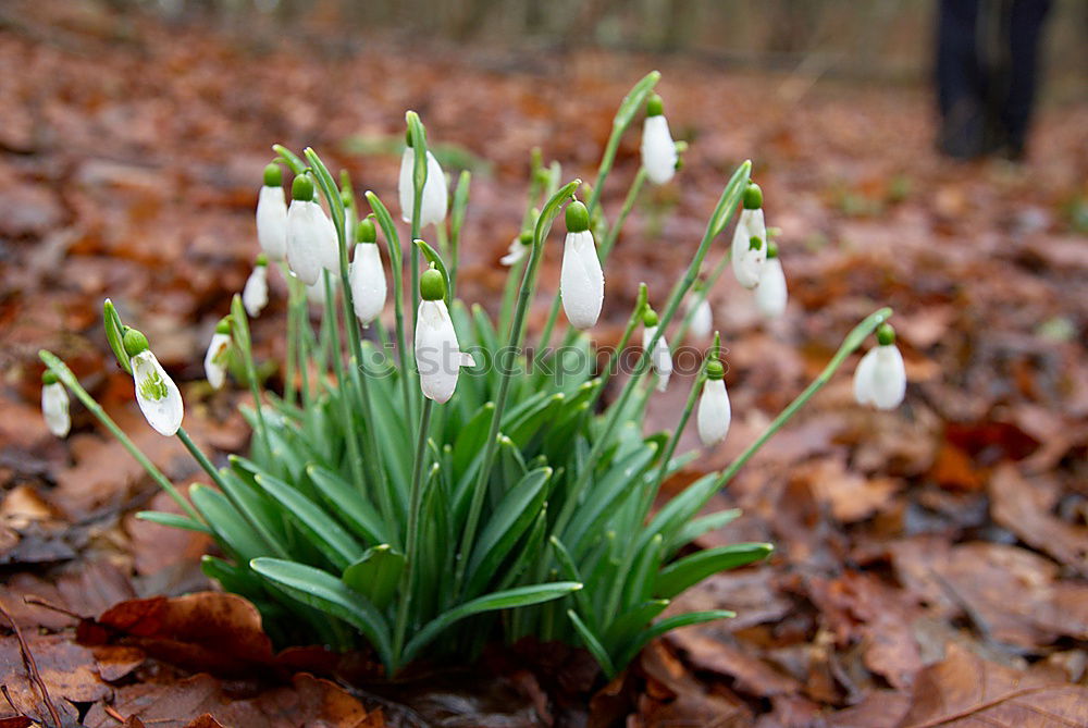 Similar – Frühlingsblumen