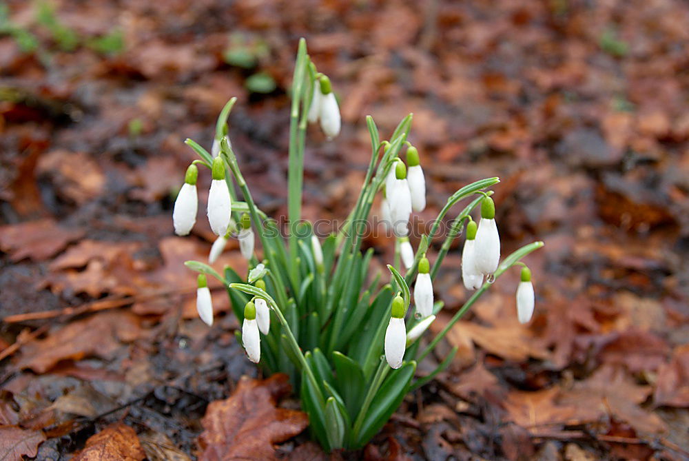 Similar – Frühlingsblumen